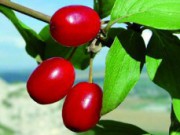 Кизил – зимнее декоративное украшение кизил