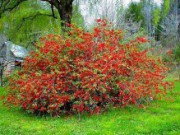 Деревья и кустарники – создаем вид сада кустарники