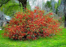 кустарники кустарники