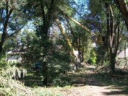 В Днепродзержинске активно обрезают деревья обрезка деревьев