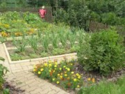 Выращиваем овощные на приусадебном участке овощные