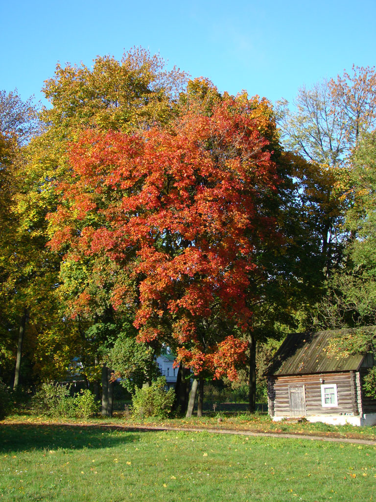 огненный клен огненный клен