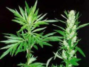 Полынь: лечебно, ароматно, экзотично полынь