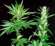 Полынь: лечебно, ароматно, экзотично полынь