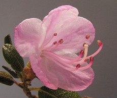 Особенности ухода за рододендроном рододендрон