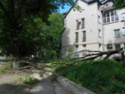 В Днепродзержинске из-за плохой погоды ломались деревья упавшее дерево