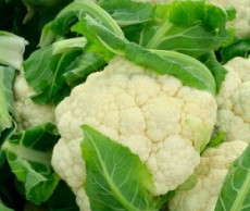 Цветная капуста – кладезь витаминов цветная капуста