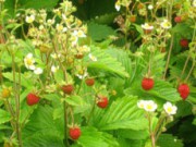 Боремся с болезнями – спасаем ягоды ягодные