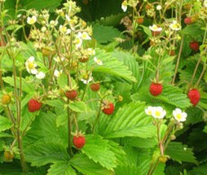 Боремся с болезнями – спасаем ягоды ягодные