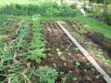 Соседство овощей