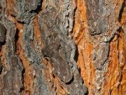 Защита и восстановление поврежденных деревьев дерево