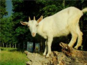 Главные ошибки при держании коз козы