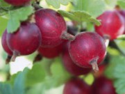 Крыжовник – забота круглый год крыжовник