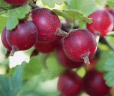 Крыжовник – забота круглый год крыжовник