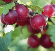 крыжовник крыжовник