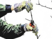 Обрезать ли взрослые яблони? обрезка яблонь