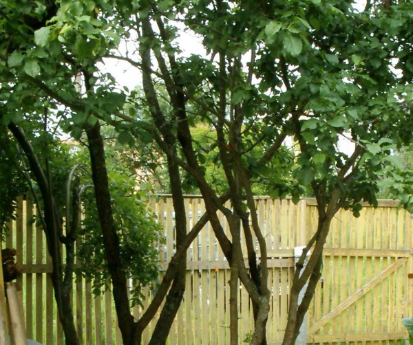 обрезка яблонь