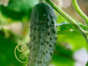 Качественные гибриды огурцов огурцы