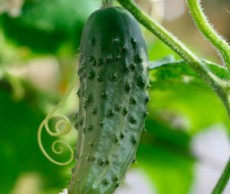 Качественные гибриды огурцов огурцы