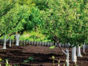 Важность корневого питания для плодовых культур плодовые