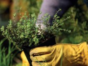 Правила посадки кустарников и деревьев посадка культур