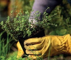 Правила посадки кустарников и деревьев посадка культур