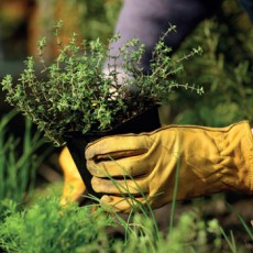 посадка культур