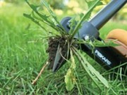 Заменяем сорняк ухоженным газоном сорняк