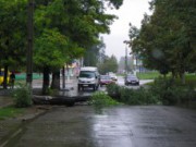 Непогода повалила десятки деревьев упавшее дерево