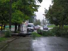 упавшее дерево