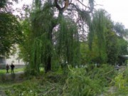 За сутки в Днепродзержинске упали около 200 деревьев упавшее дерево
