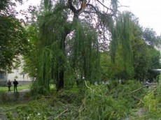 упавшее дерево упавшее дерево