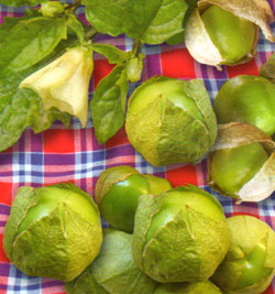 физалис главная