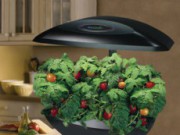 Гидропоника – современная альтернатива грунту Гидропоника