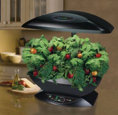 Гидропоника