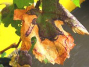 Болезни винограда – предупредить или вылечить болезни винограда