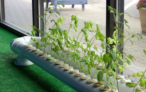 гидропоника