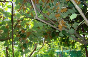 В Днепродзержинске собрали урожай киви киви урожай дндз