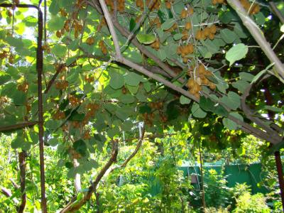 киви урожай дндз