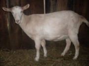 Особенности ухода за козой осенью коза осень