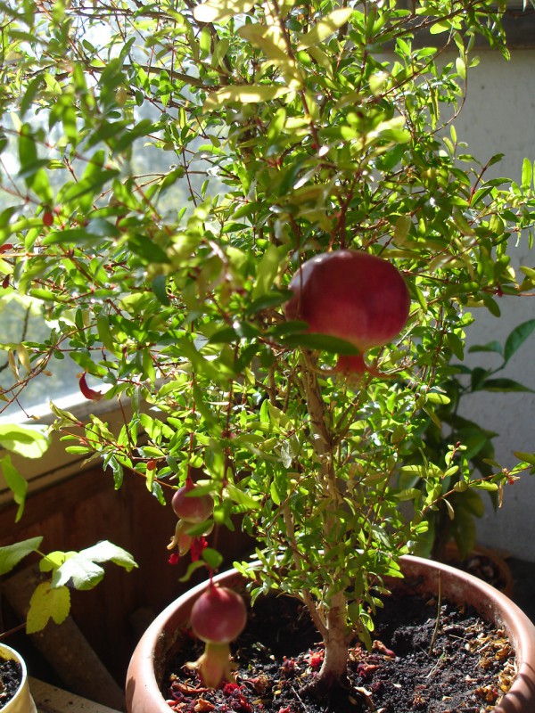 комнатный гранат