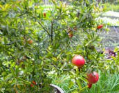 Выращиваем гранат в комнатных условиях комнатный гранат