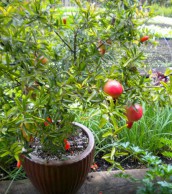 Выращиваем гранат в комнатных условиях комнатный гранат