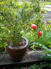 комнатный гранат