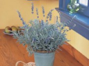 Лаванда – красота не только в саду, но и дома лаванда