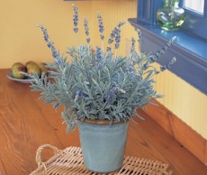 Лаванда – красота не только в саду, но и дома лаванда