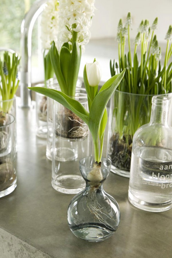 луковичные