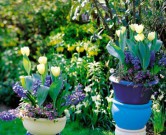 Луковичные растения – красота в горшке луковичные