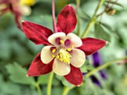 Многолетники, о которых мало кто слышал многолетки