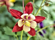 многолетки многолетки